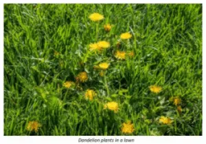 Late Season Control of Perennial Weed Species