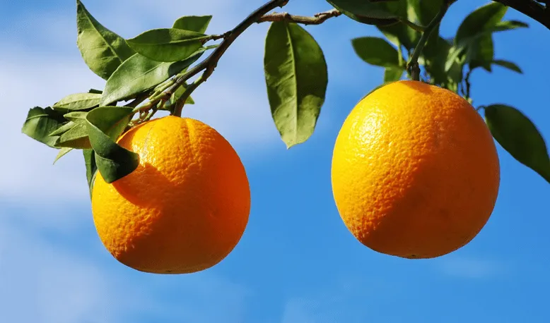 Insect Control in Citrus