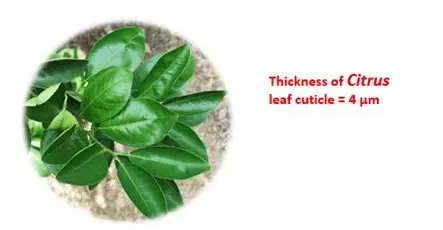 MSO surfactants for Weed Control – An In-depth perspective: