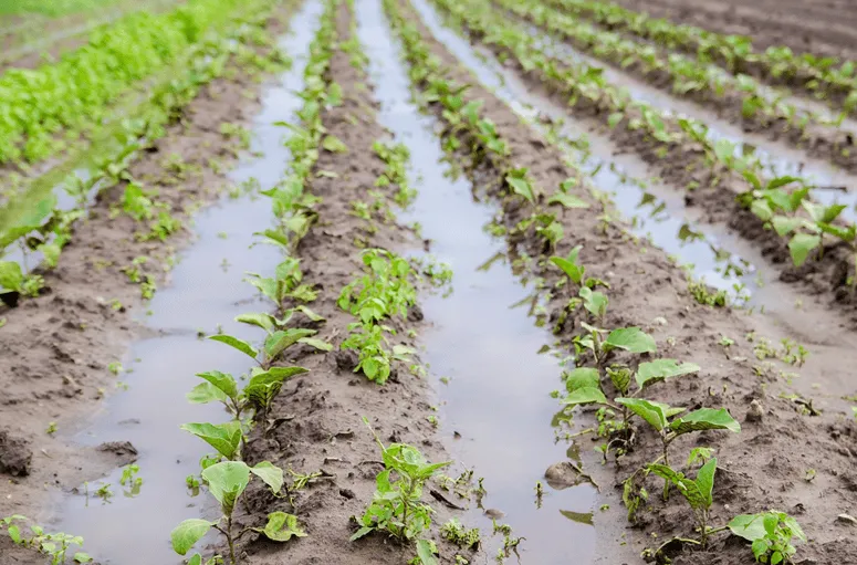 How does flooding impact weed management?