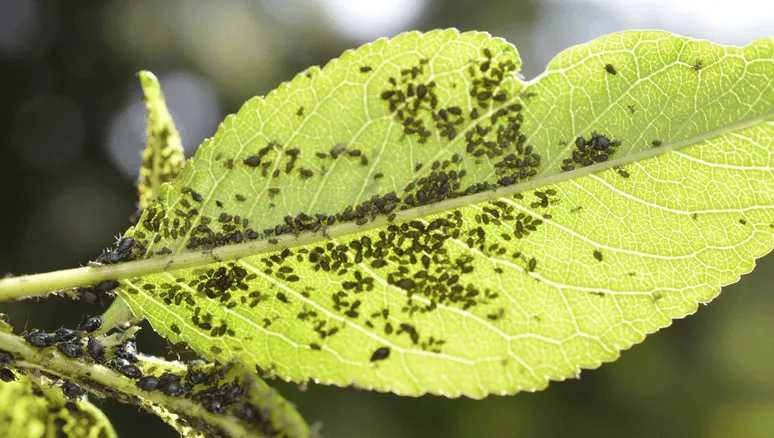 How Does Water Quality Affect Pesticide Effectiveness?