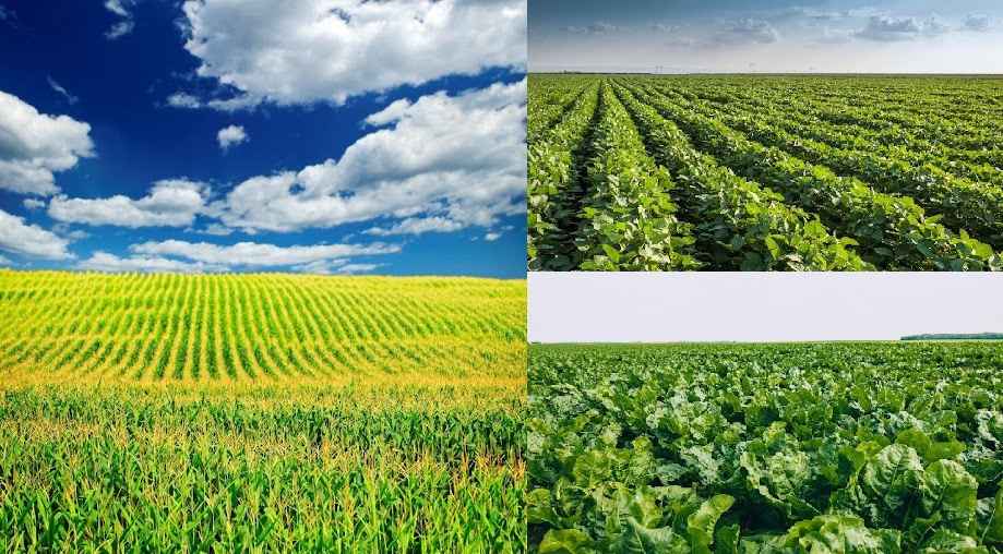 pH Adjustments – Optimizing the Performance of Weak Acid Herbicides