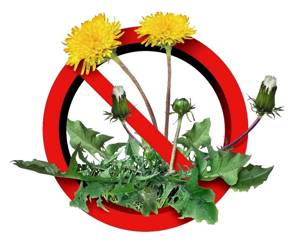 The Importance and Benefits of Preventative Weed Control