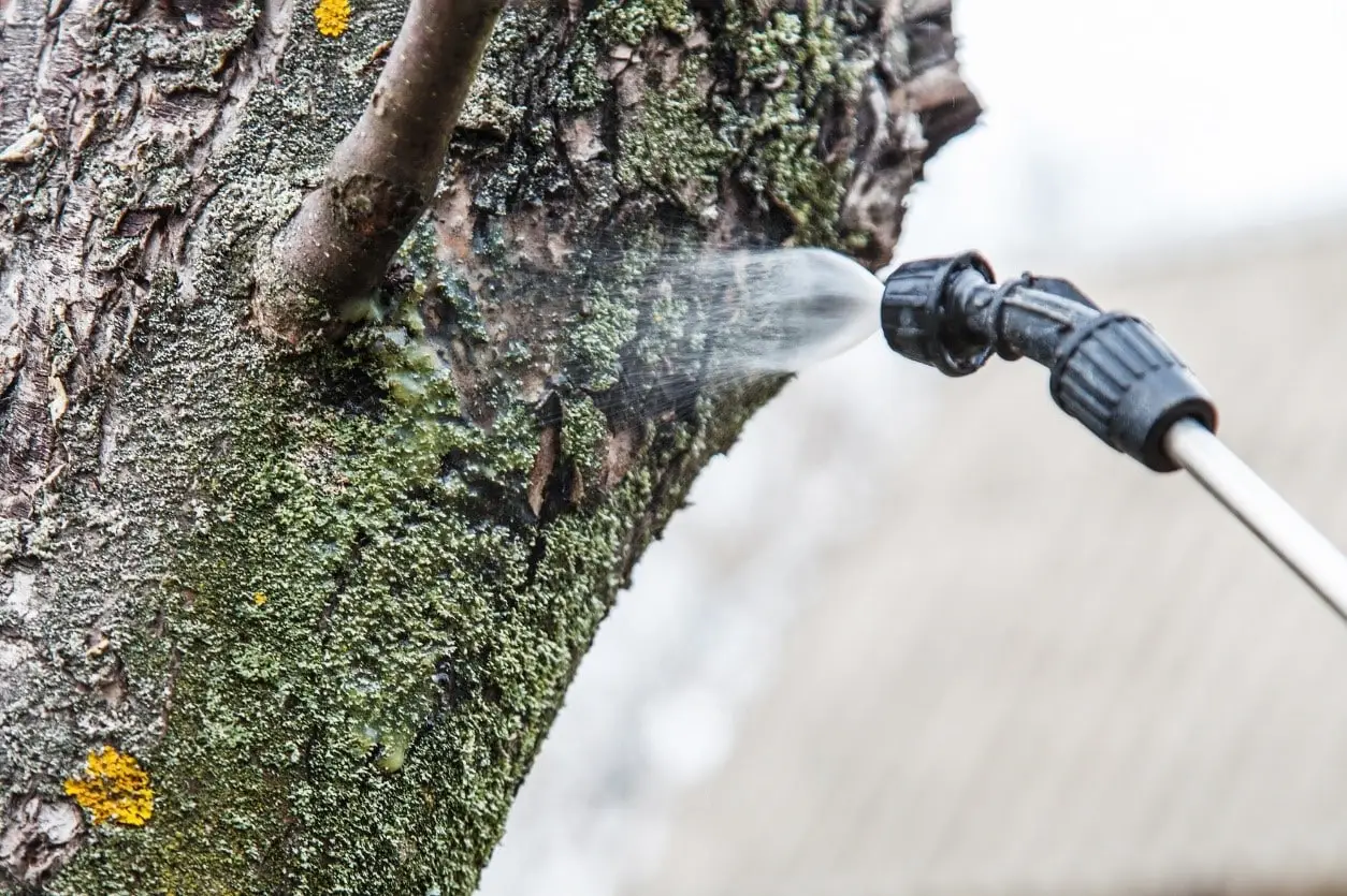 Basal Bark Treatment: What is it and how is it used?