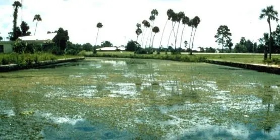 Control Invasive Aquatic Plant Species
