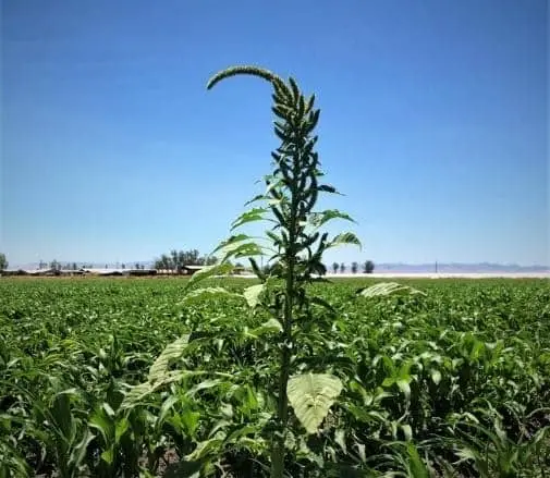 Cide-Kick II for Excellent Management of Weedy and Invasive Plants
