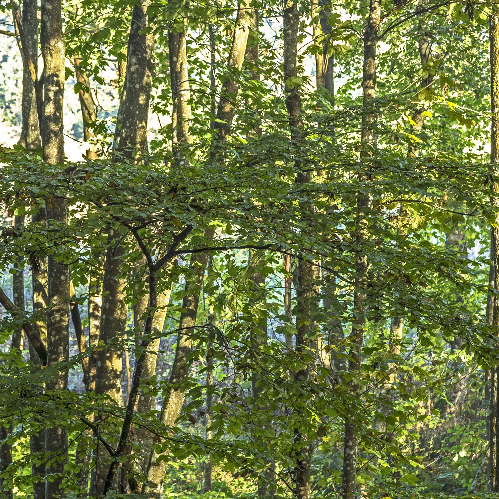 Basal Bark Basics: Targeted Plant Treatment Made Easy
