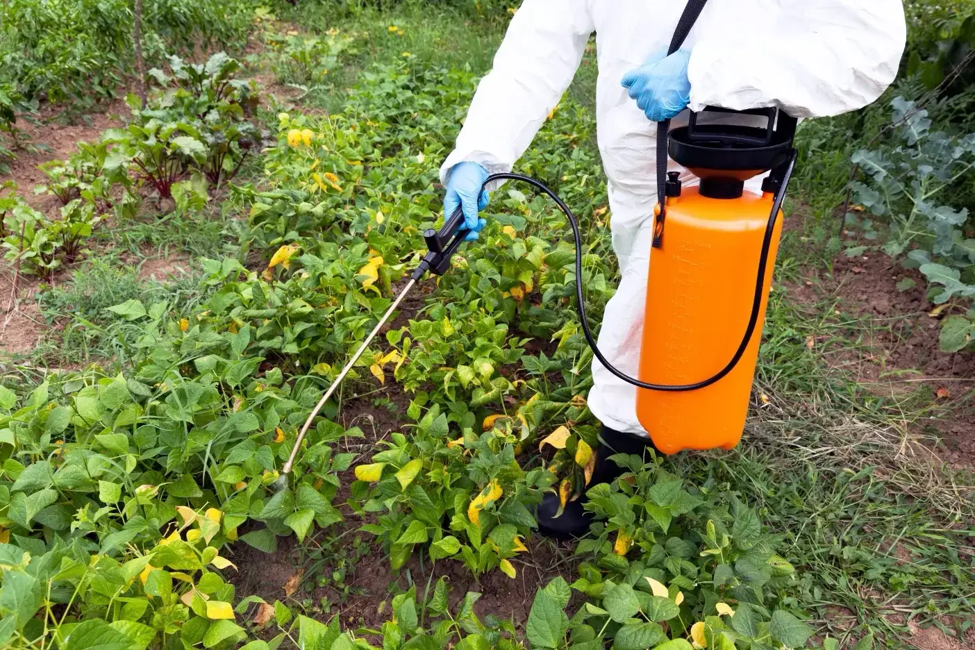 Postemergence Spraying and Tips for Application