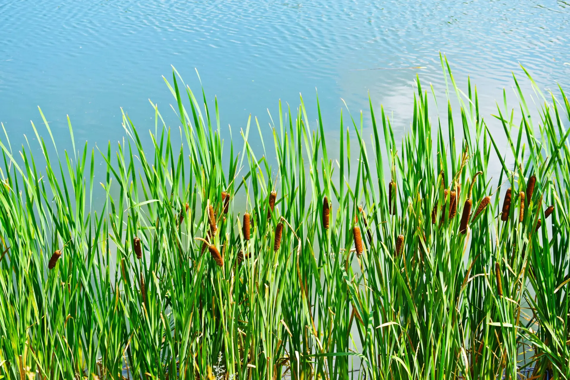Beating Summer Spray Stress: Keeping Herbicides on Target When It’s Hot, Dry, and Windy