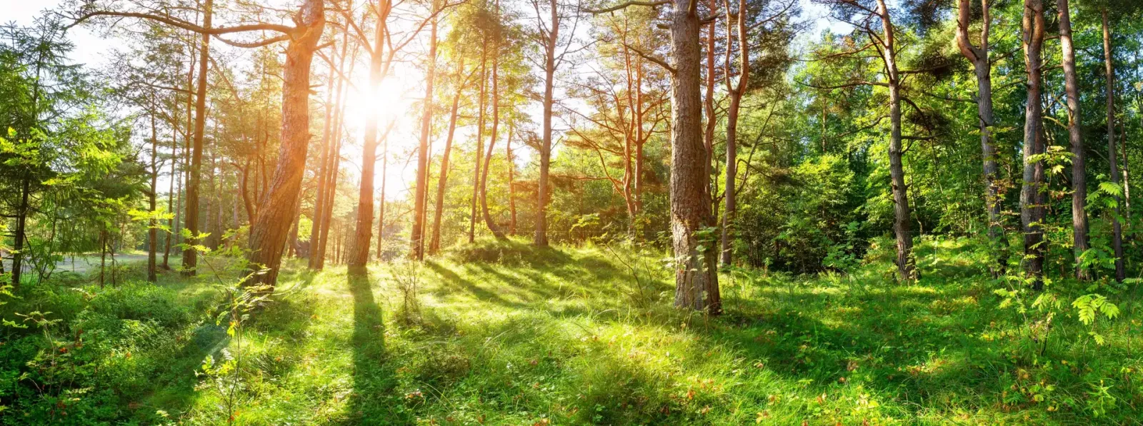 Why Forest Vegetation Management Matters: Protecting Ecosystems and Resources
