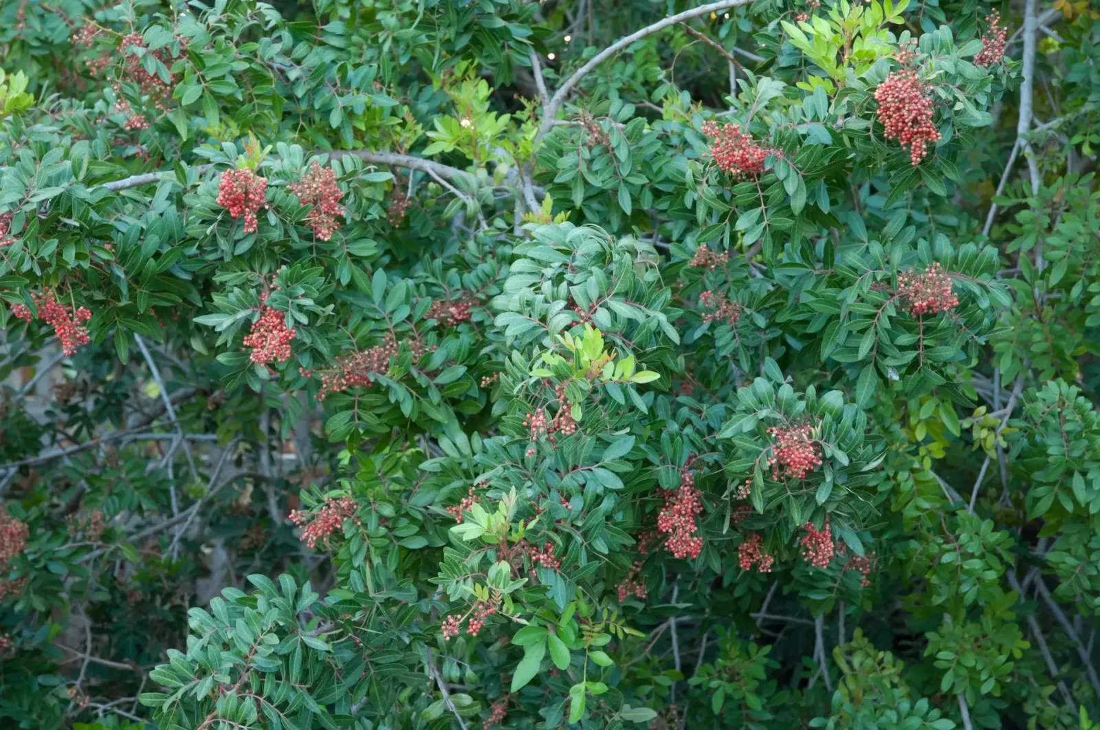 JLB Oil Plus Improved: Combating Problematic Woody Plant Species