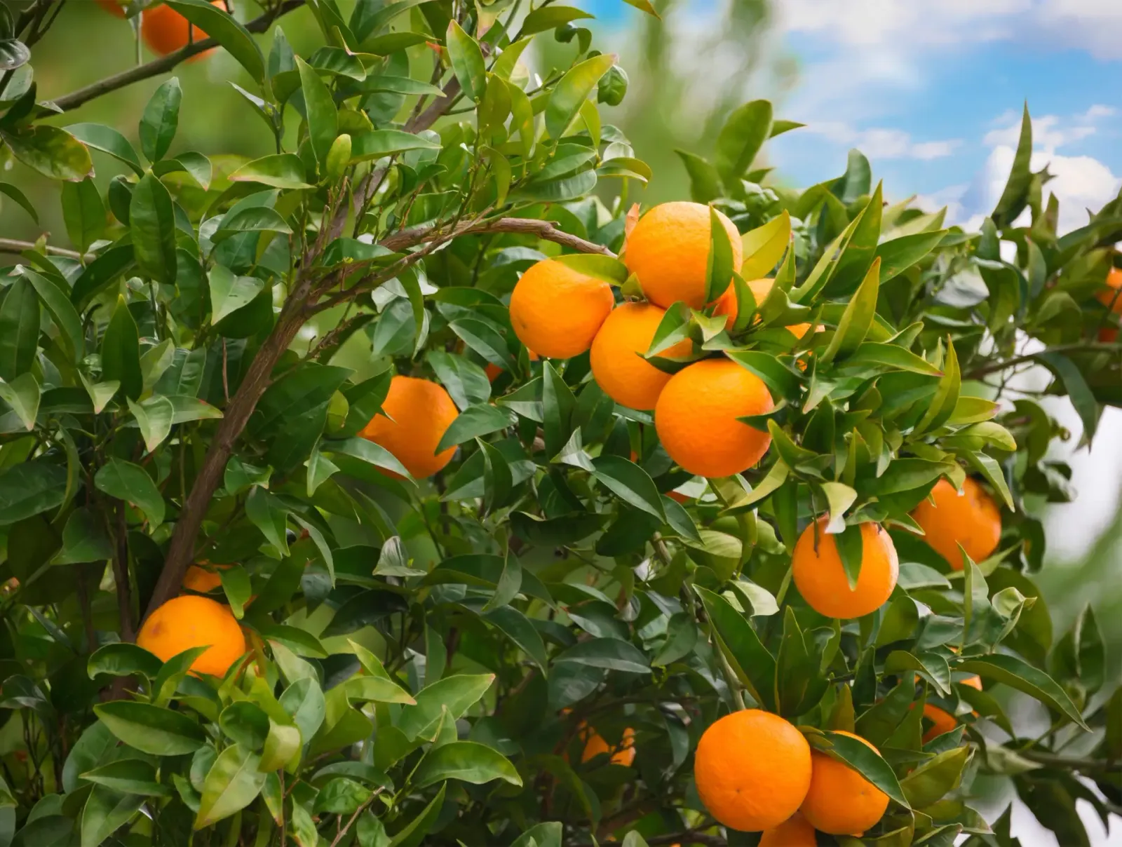 Limonene in Weed Control: A Natural Eco-Friendly Solution