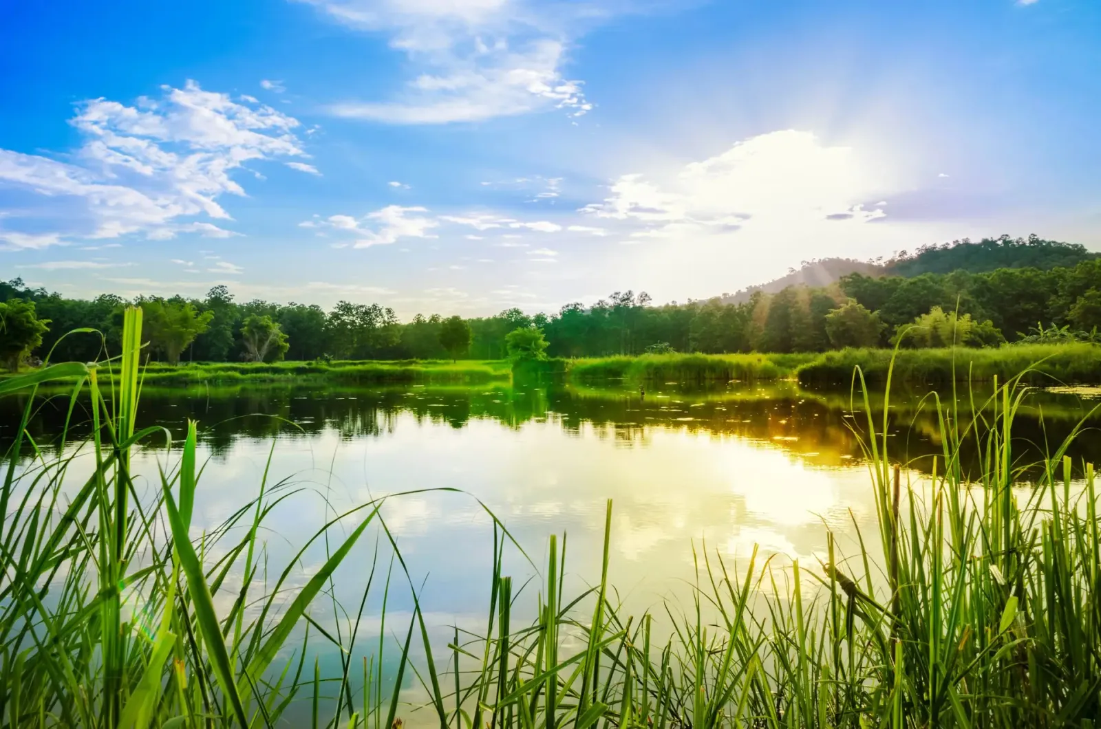 Spring Start‑Up for Aquatic Weed Control