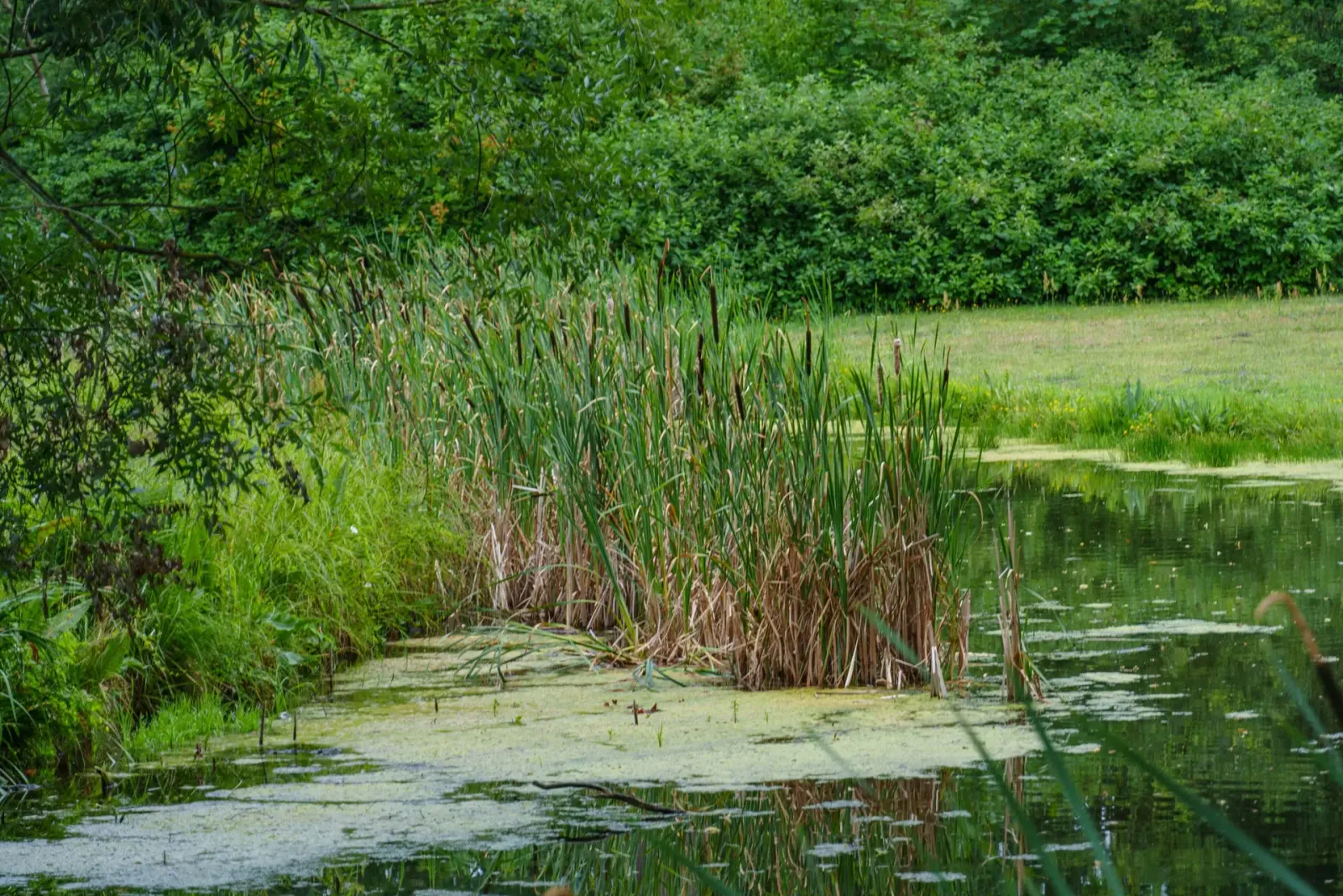 Boosting Aquatic Weed Control with Cide-Kick II