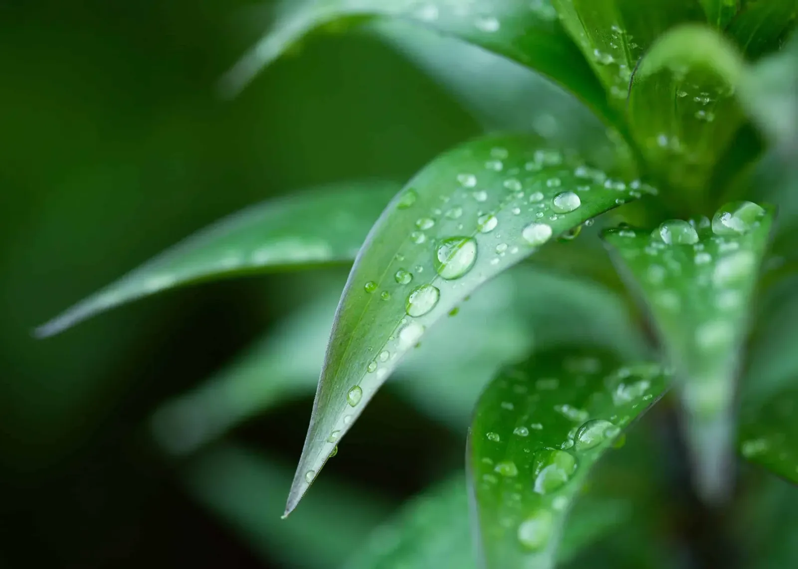 How Nonionic Surfactants Changed the Way We Approach Weed Management