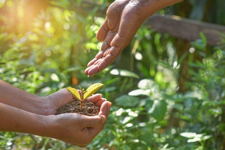 Staying a Step ahead of the Soil Seedbank