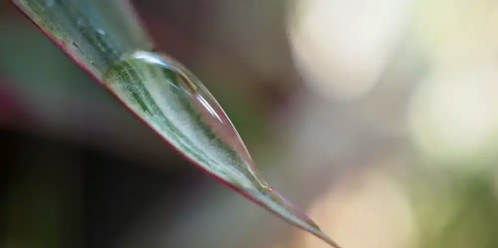 The impact of silicone-based surfactants on herbicide spray applications