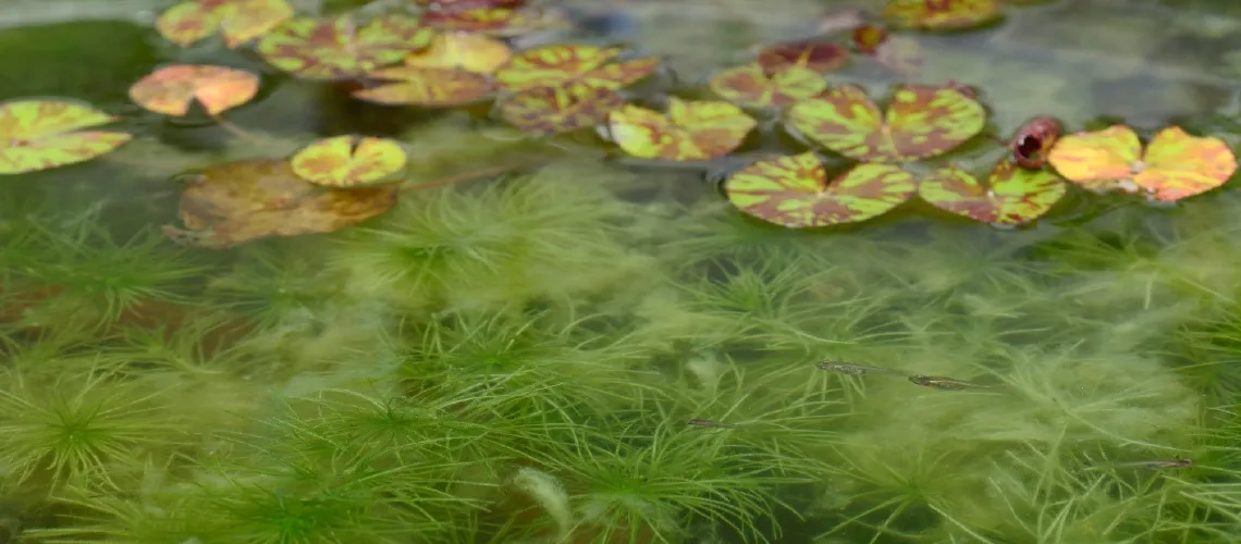 Tackling the Spread and Consequences of Invasive Aquatic Weeds