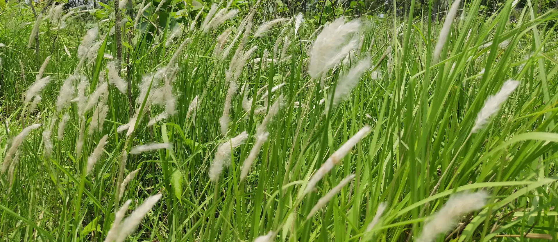 Dense stand of cogongrass with white, feathery seedheads among green leaves