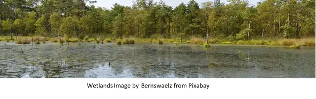 Cattail and Phragmites Control With Herbicide and Adjuvants