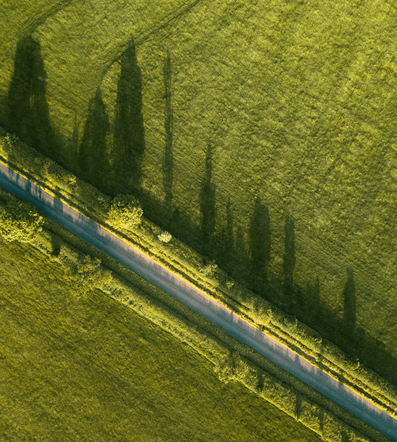 Best Practices of Utility Vegetation Management