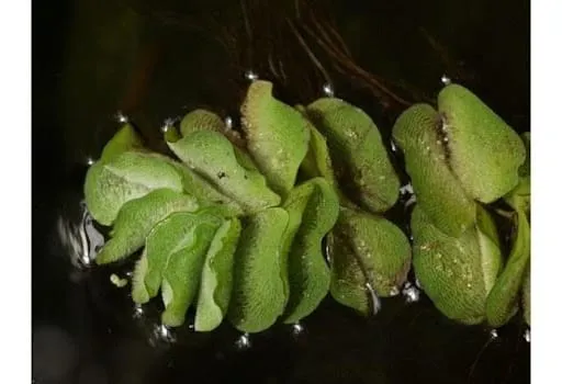 Ten Problematic Aquatic Plants to Watch in 2022
